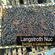 Langstroth 5 frame nuc British Bees